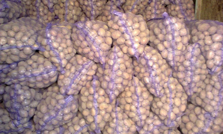 Картопля картофел - фото № 2