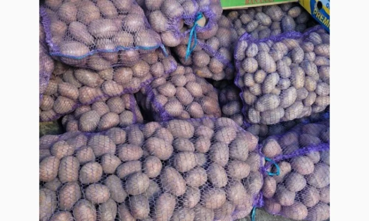 Продам картопля - фото № 1