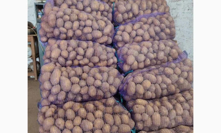 Продам картофель отличного качества - фото № 3