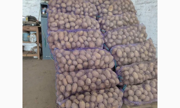 Продам картофель отличного качества - фото № 4