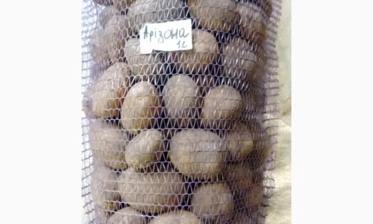 Продам картоплю товарну - фото № 1