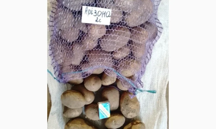 Продам картоплю товарну - фото № 2