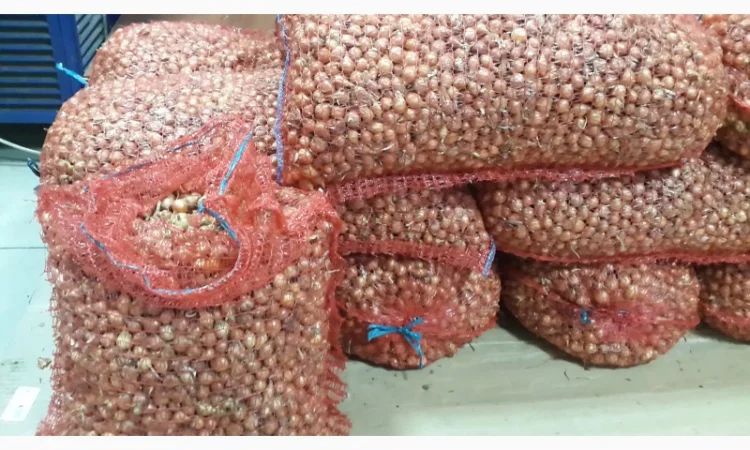 Лук севок штутгарт - фото № 1