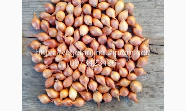 Лук севок, тыканка, сорт Штутгарт - фото № 2