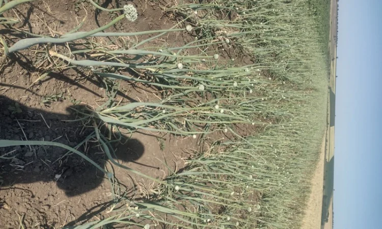 Продам семена лука Штутгарт - фото № 1