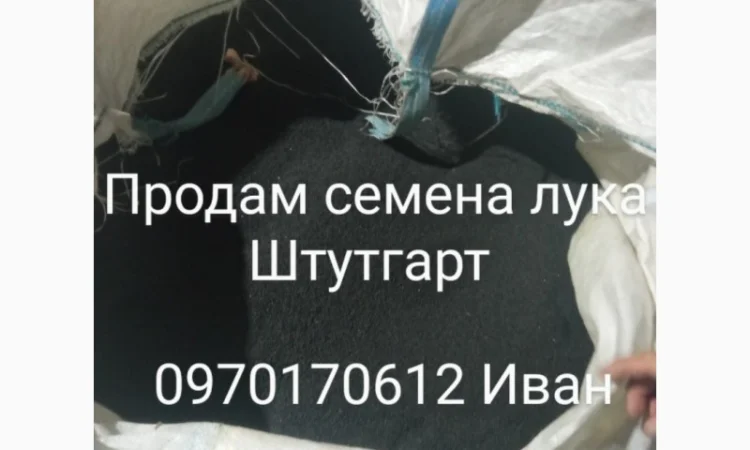 Продам семена лука Штутгарт - фото № 3