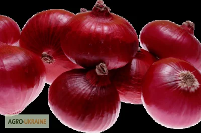 Продается семена лука сорта Мавка - фото № 1