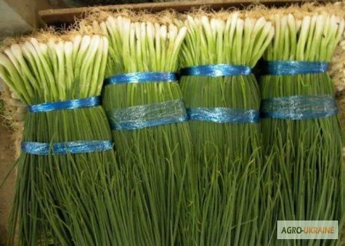 Продам семена Лук на перо Вайт Лиссабон - фото № 1