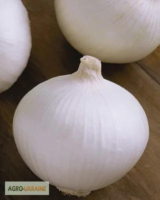 Продам семена Лук Белянка - фото № 1
