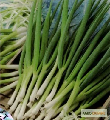 Продам семена Лук Параде (на перо) - фото № 1