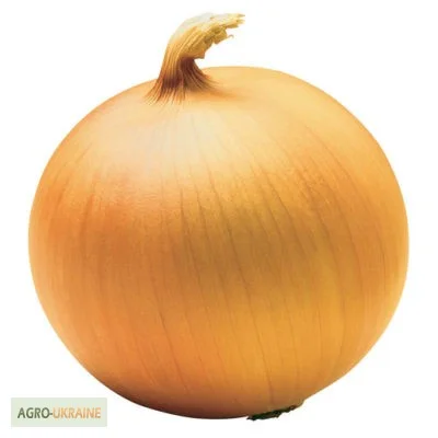 Продам семена Лук Донецкий золотистый - фото № 1