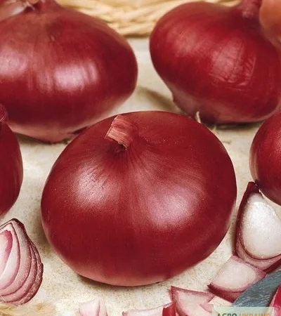 Продам семена Лук Рубин - фото № 1