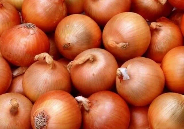 Продам семена Лук Глобус - фото № 1