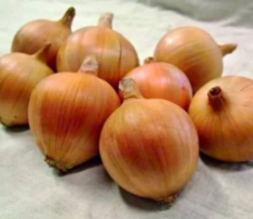 Продам семена лука Амфора F1 - фото № 1