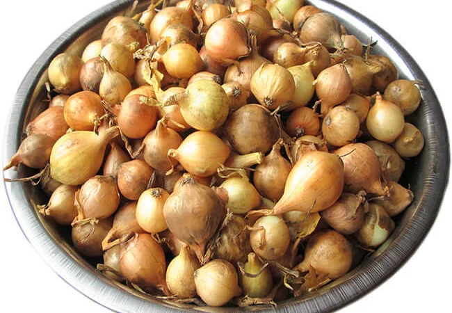 Продам лук-севок Штутгартен Стенфилд - фото № 1