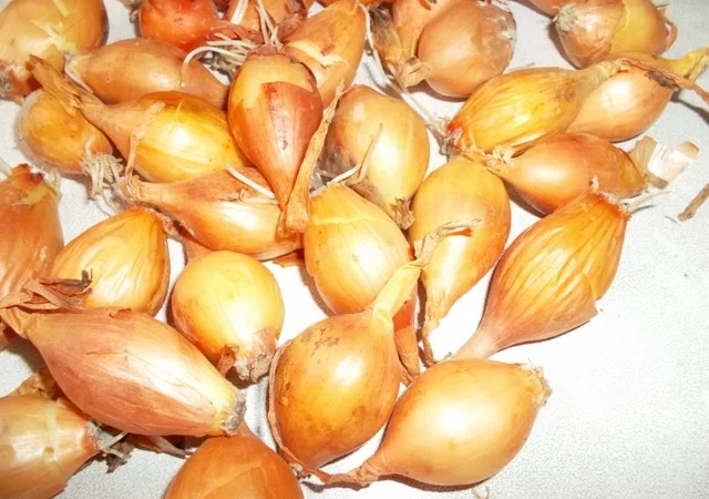 Лук севок «Голиат Стурон» - фото № 4