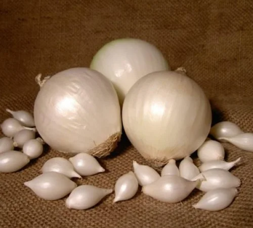 Лук-севок «gledstone» глэдстоун " - фото № 1