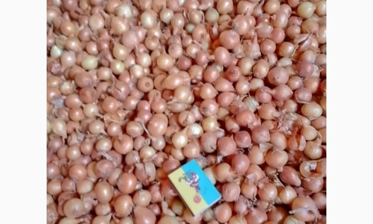 Продается лук-севок - фото № 1