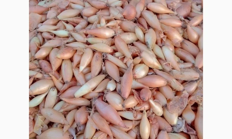 Продается лук-севок - фото № 2