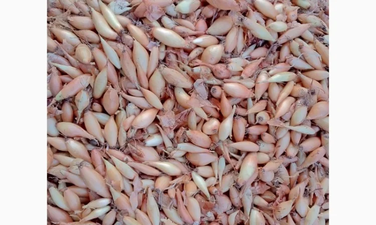 Продается лук-севок - фото № 11