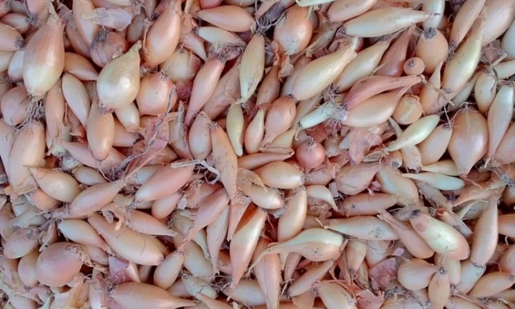 Продается лук-севок - фото № 9