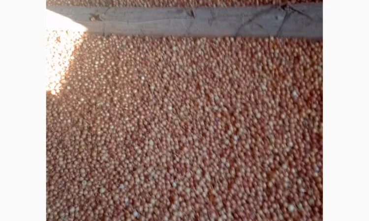 Продается лук-севок - фото № 8