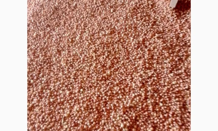 Продается лук-севок - фото № 7