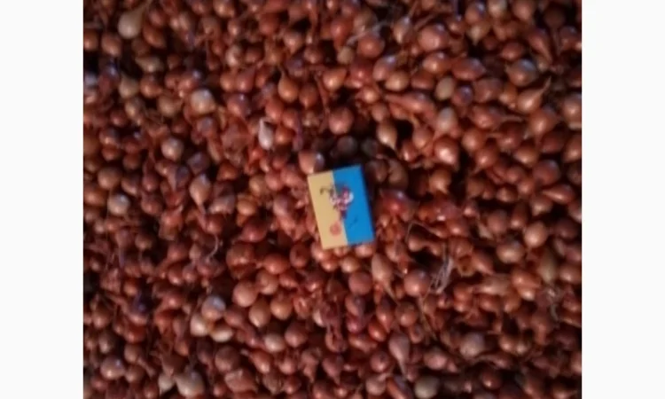 Продается лук-севок сортов Штутгарт и Румбу - фото № 7