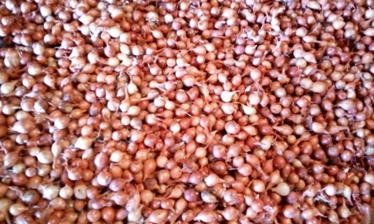 Продается лук-севок - фото № 5