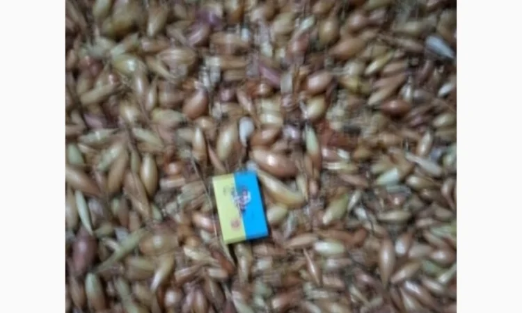 Продается лук-севок - фото № 4