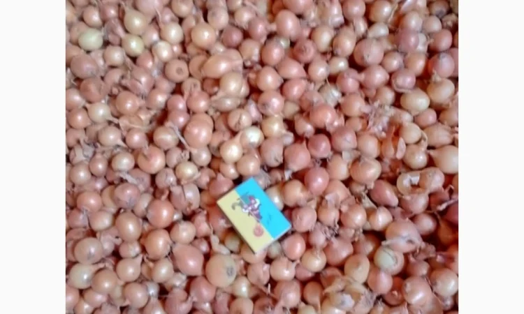 Продается лук-севок - фото № 19