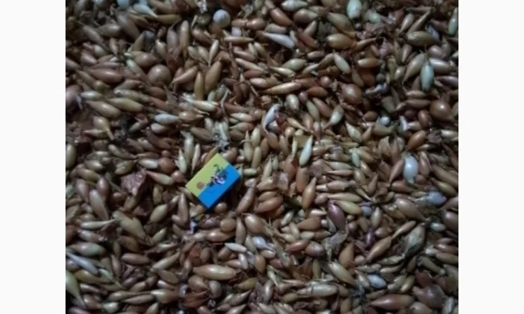 Продается лук-севок - фото № 3