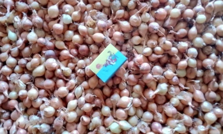 Продается лук-севок - фото № 18