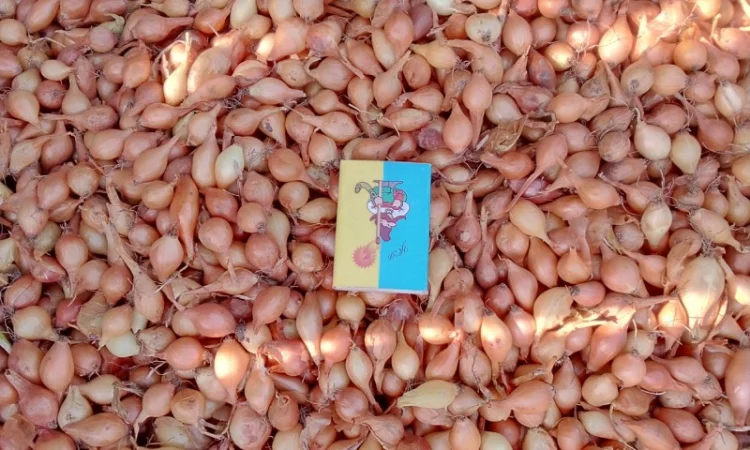 Продается лук-севок - фото № 16