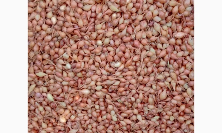 Продается лук-севок - фото № 14