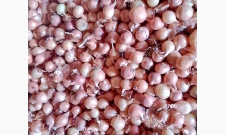 Продается лук-севок - фото № 12