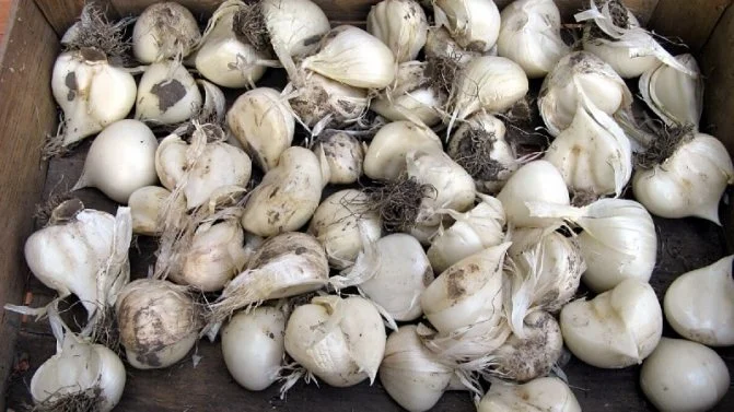 Лук Суворова ранний (крупный сорт) - фото № 1