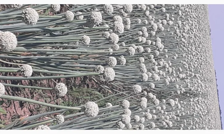 Семена лука медуза урожай 2024годо - фото № 1