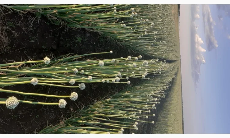 Семена лука медуза урожай 2024годо - фото № 2