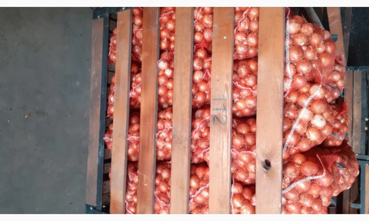 Семена лука медуза урожай 2024годо - фото № 3