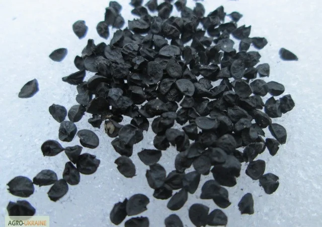 Семена лука халцедон - фото № 1