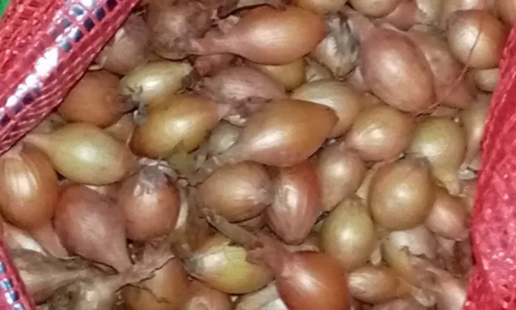 Продам цибулю сіянку, найкращих голандських сортів - фото № 2