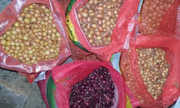 Продам цибулю сіянку, найкращих голандських сортів - фото № 3