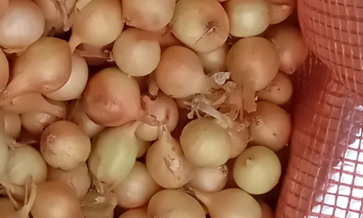 Продам цибулю сіянку, найкращих голандських сортів - фото № 4