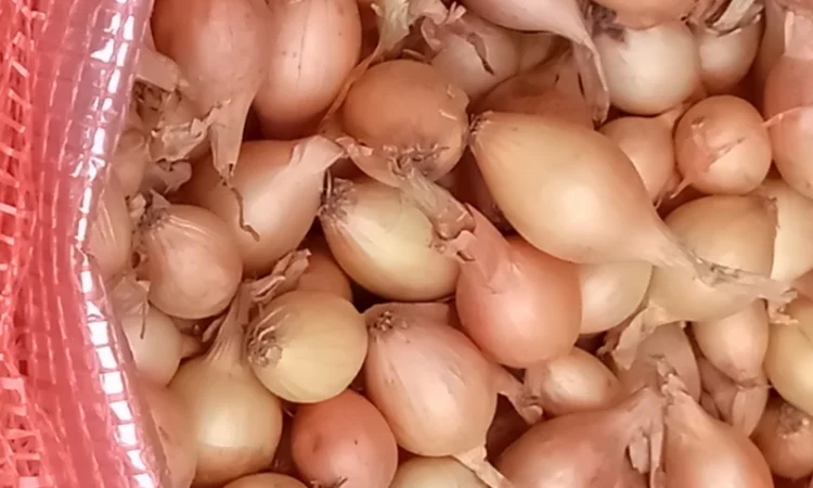 Продам цибулю сіянку, найкращих голандських сортів - фото № 5