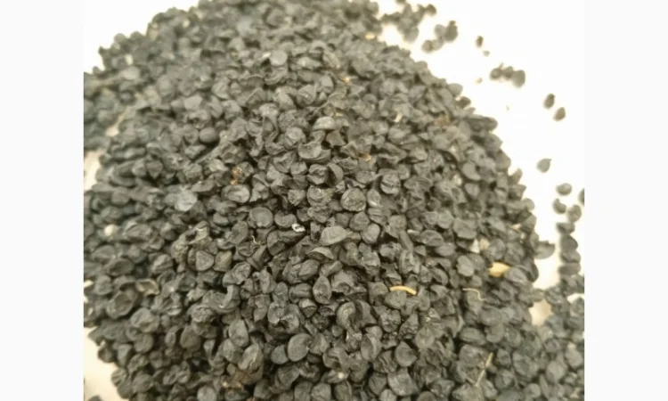 Семена ялтинского лука - фото № 1