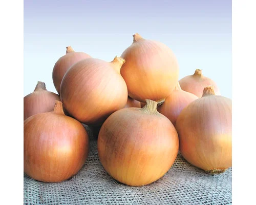 Озимый лук сибирь - фото № 1