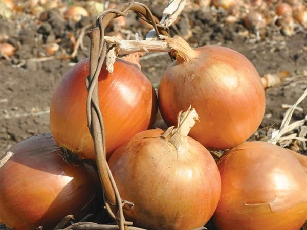 Семена лука Мелори, Легаси, Боско, Дерек Легенд - фото № 1