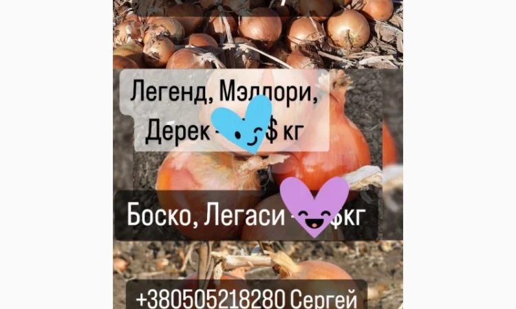 Семена лука Мелори, Легаси, Боско, Дерек Легенд - фото № 2