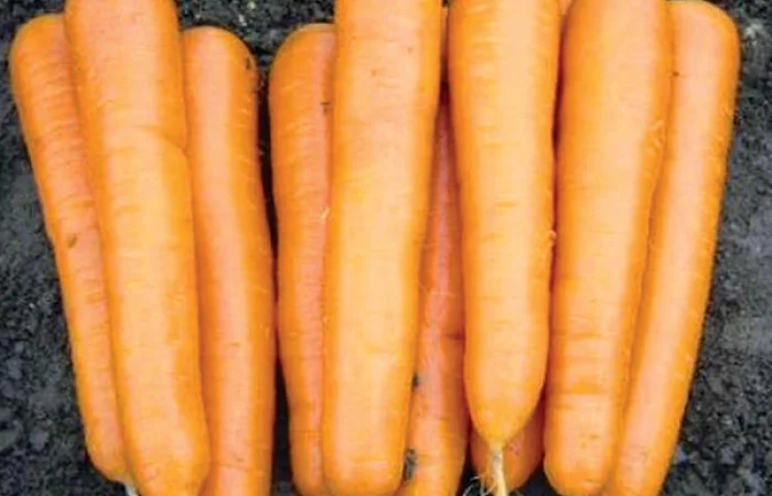 Семена моркови Аттилио F1, Абако F1, Канада F1, Лагуна F1, Каскад F1 и др. Выгодная цена - фото № 1